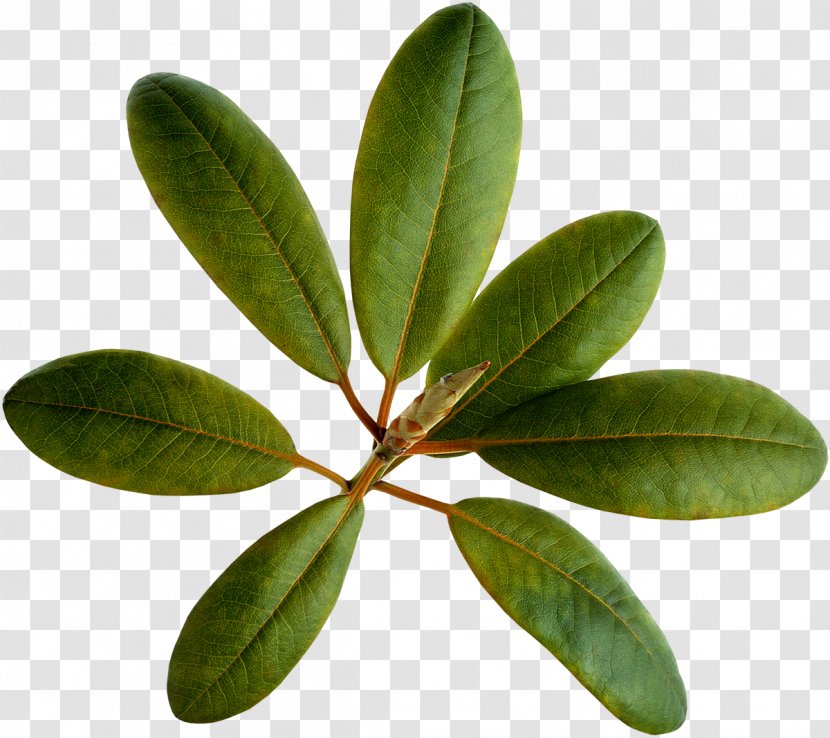 Extract Loquat Ursolic Acid Leaf Plants - Peppermint - Food Transparent PNG