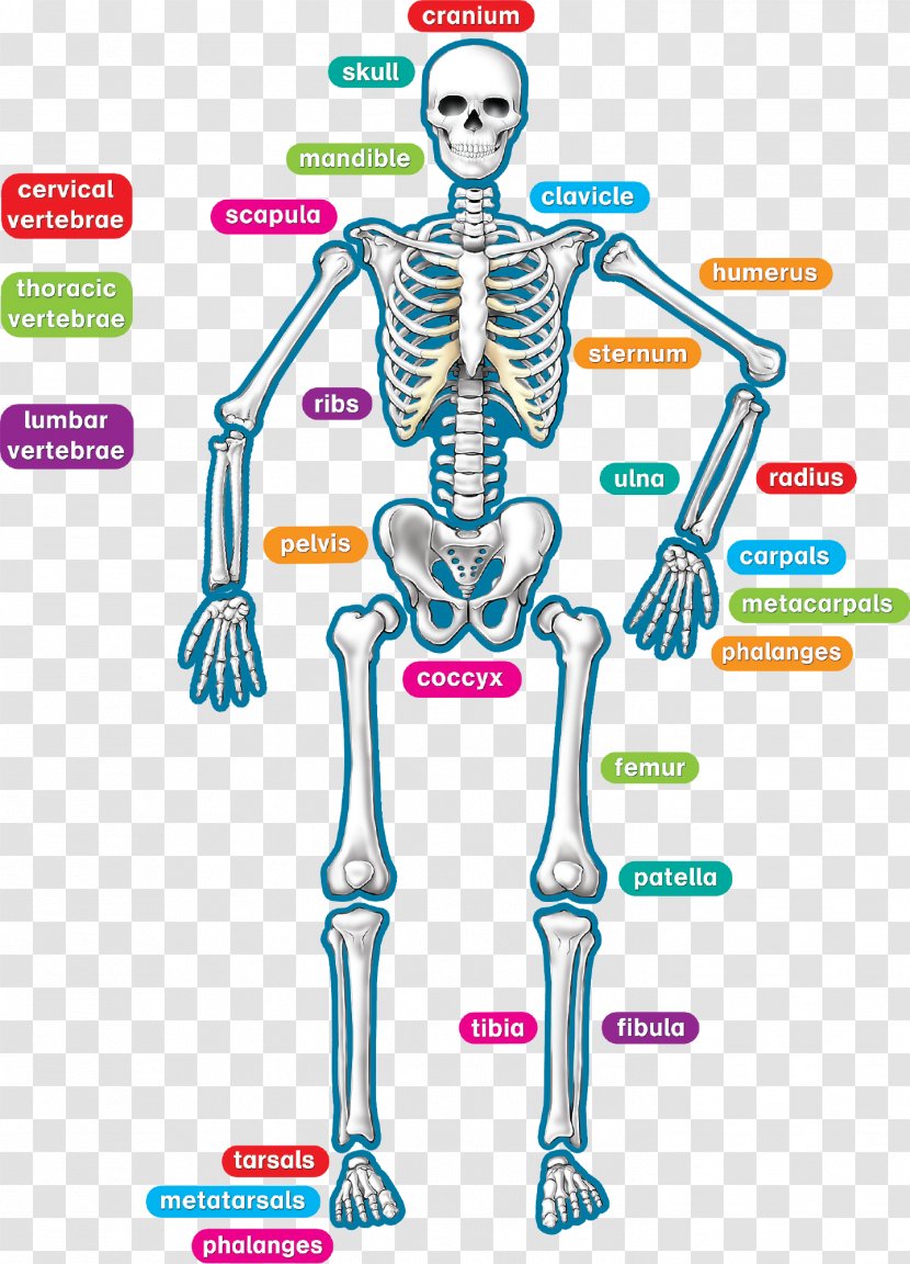 Human Skeleton Body Anatomy Teacher - Watercolor - Children Decorate Blackboard Stars With Rainbow Ba Transparent PNG