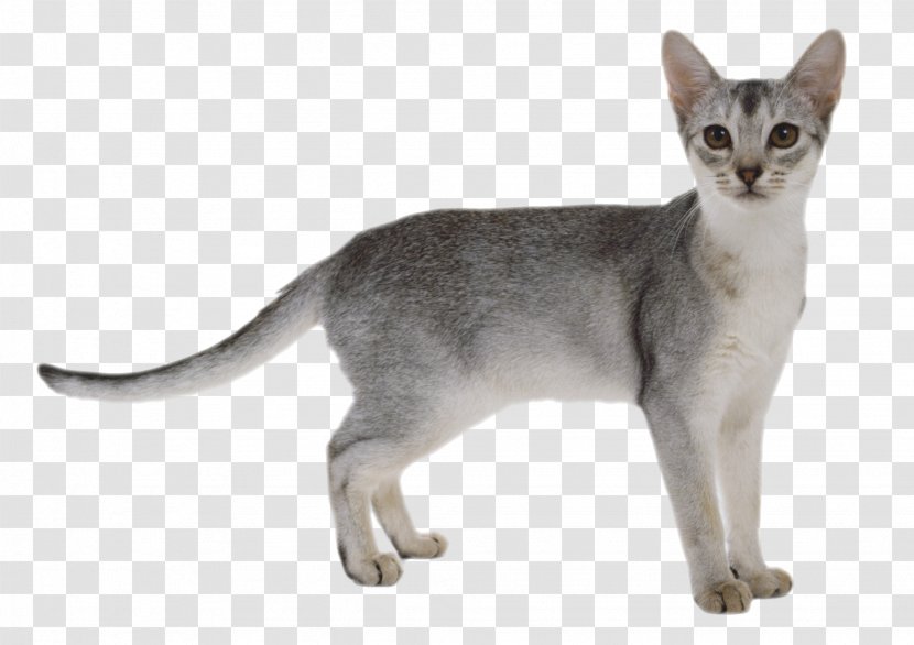 Abyssinian Somali Cat Aegean Burmese Korat - Asian - Cats Transparent PNG