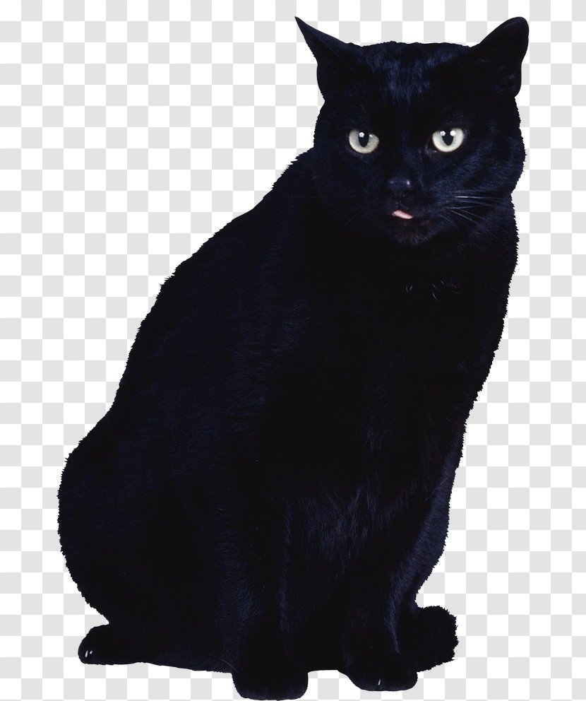 Black Cat Kitten Clip Art - Chartreux Transparent PNG