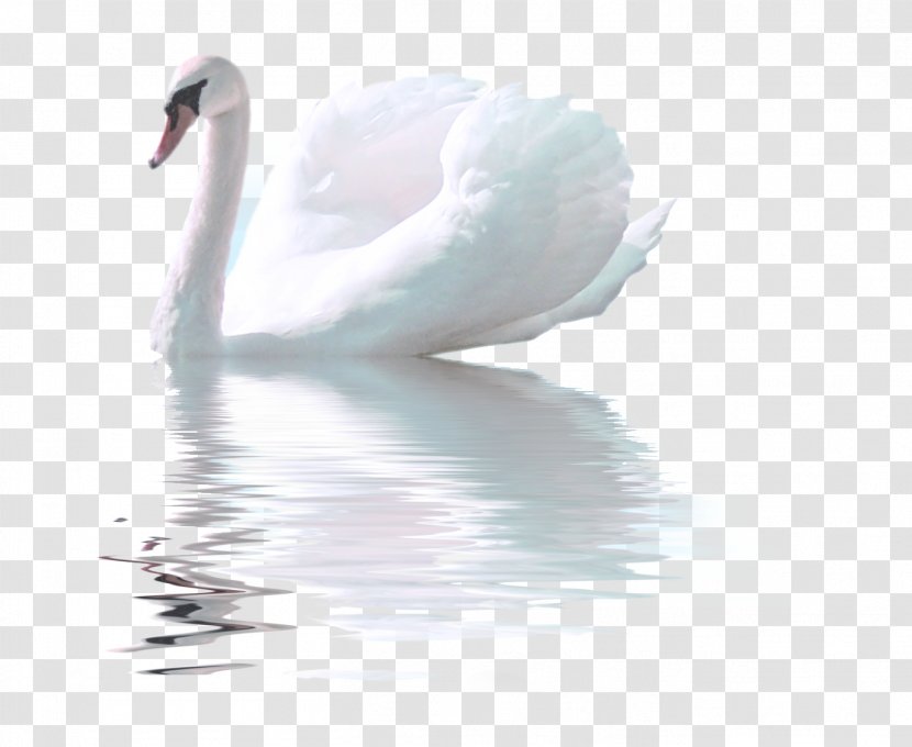 Bird Whistling Swan Goose White - Cygnini Transparent PNG
