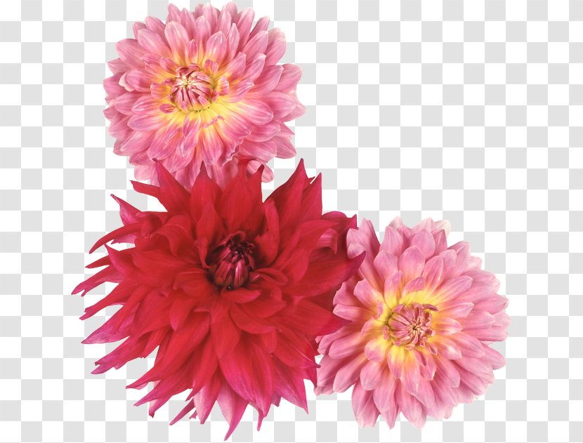Dahlia Photography Flower - Daisy Family Transparent PNG
