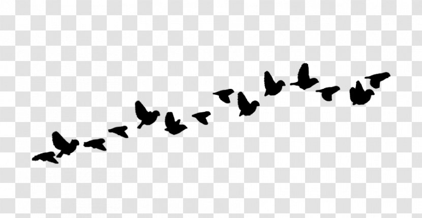 Bird Swan Goose - Animal Migration Transparent PNG
