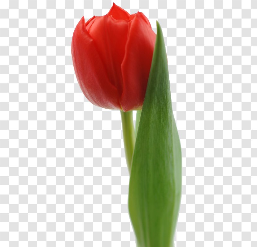 Tulip Red White Flower Bouquet - Cut Flowers Transparent PNG