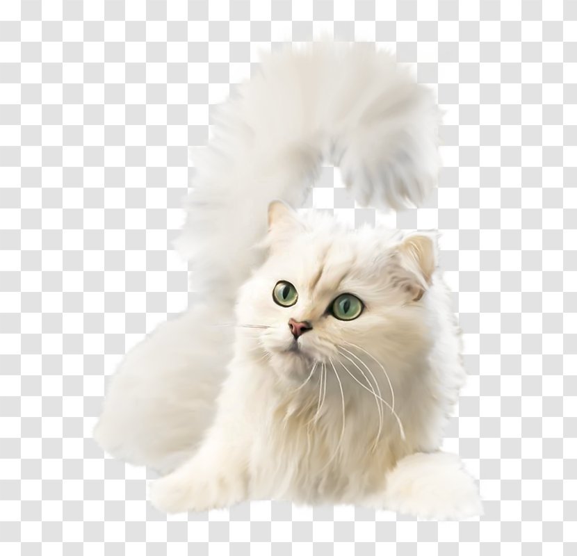 Kitten British Semi-longhair Asian Burmilla Ragamuffin Cat - Small To Medium Sized Cats Transparent PNG