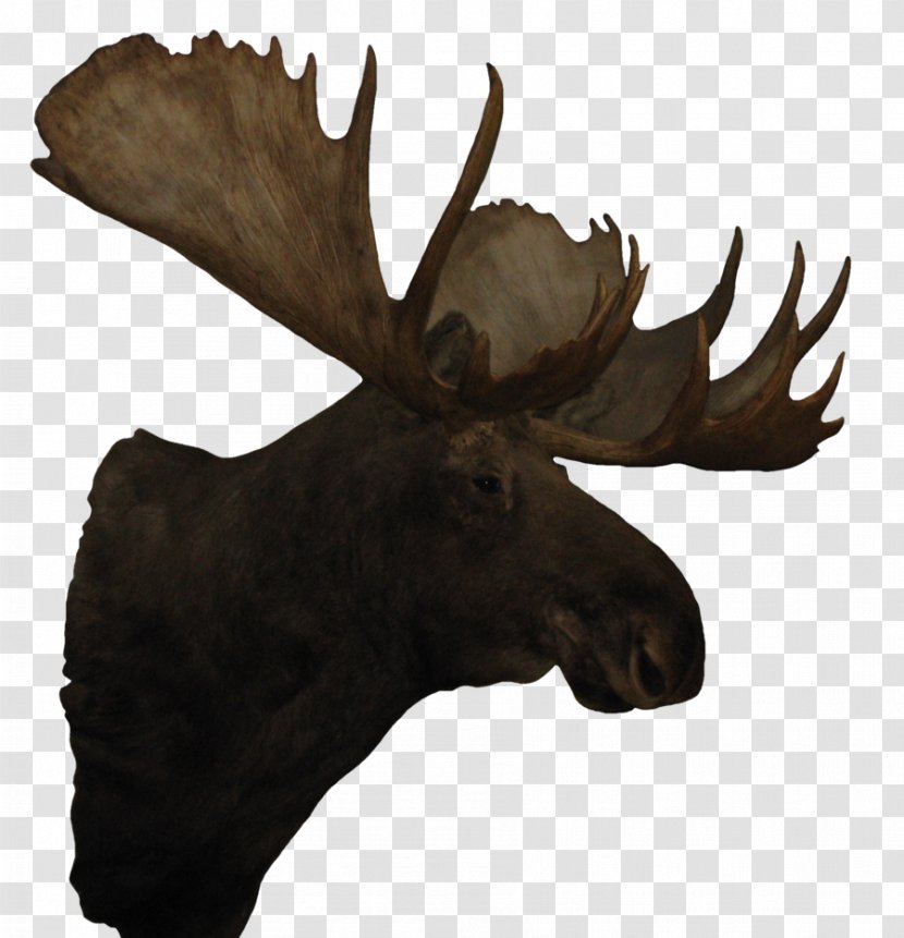 Moose Reindeer Antler Transparent PNG