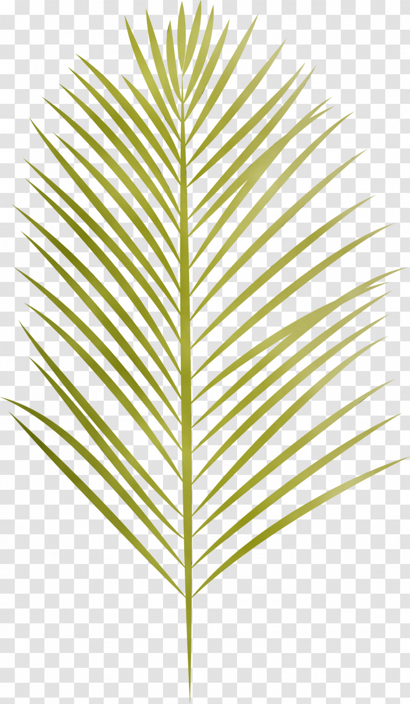 Leaf Plant Stem Grasses Angle Line Transparent PNG
