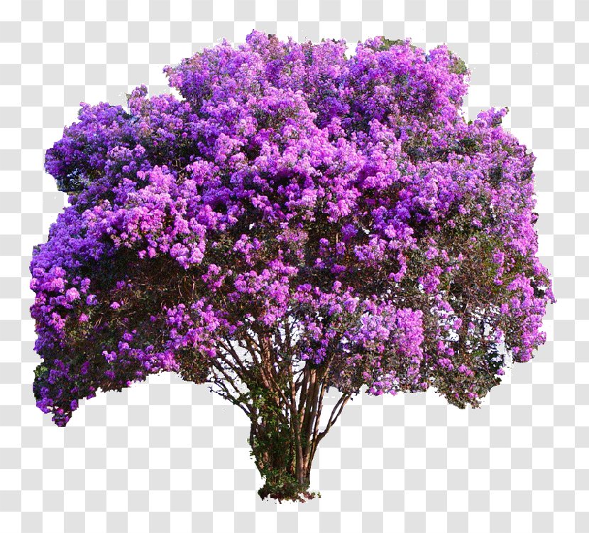 Crepe-myrtle Tree Shrub Plants - Lilac - Myrtle Lagerstroemia Transparent PNG