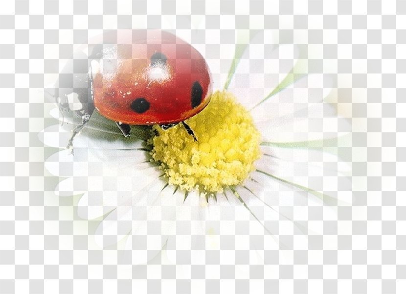 Abana Yöresel Ürünler Ant Ladybird Beetle YouTube Epilachna Ladybugs - Family - Papatya Transparent PNG