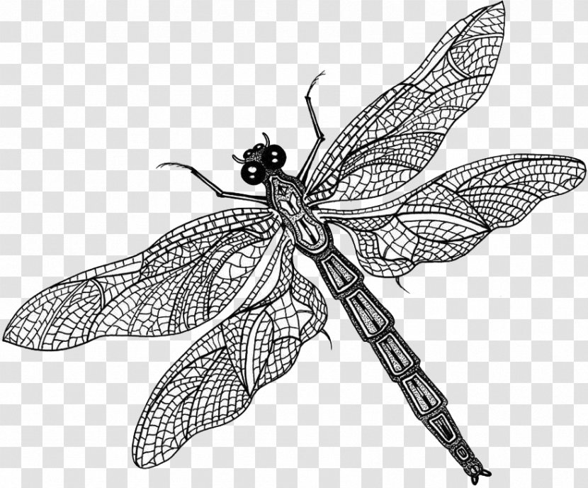 Butterfly What Is An Insect? Dragonfly Insect Wing - Pest - Dragon Fly Transparent PNG