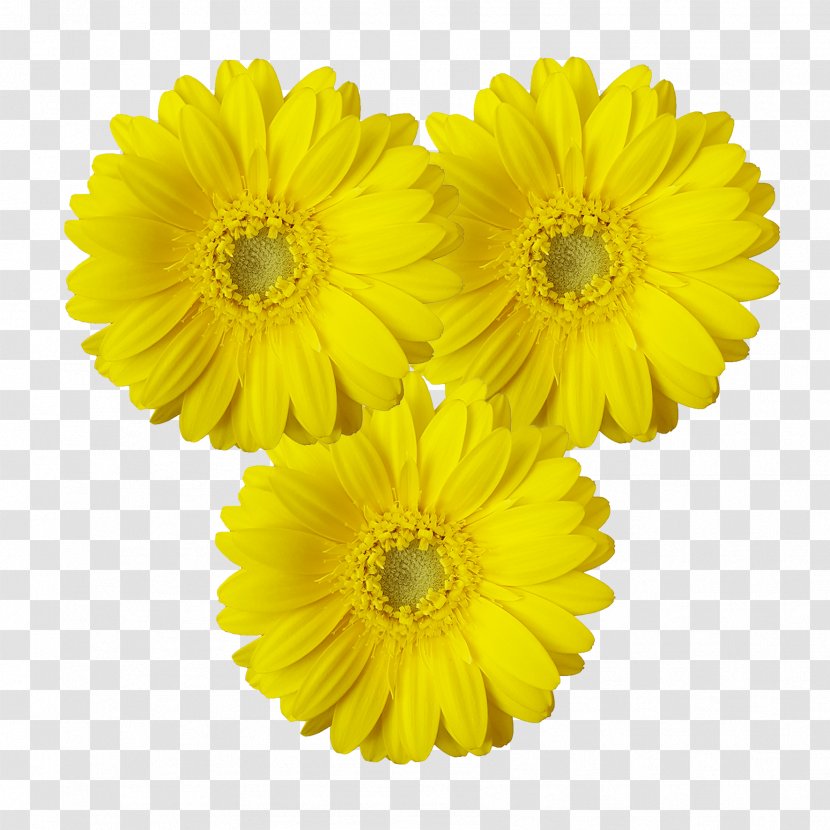 Transvaal Daisy Cut Flowers Chrysanthemum Marigolds Sunflower M - Chrysanths Transparent PNG
