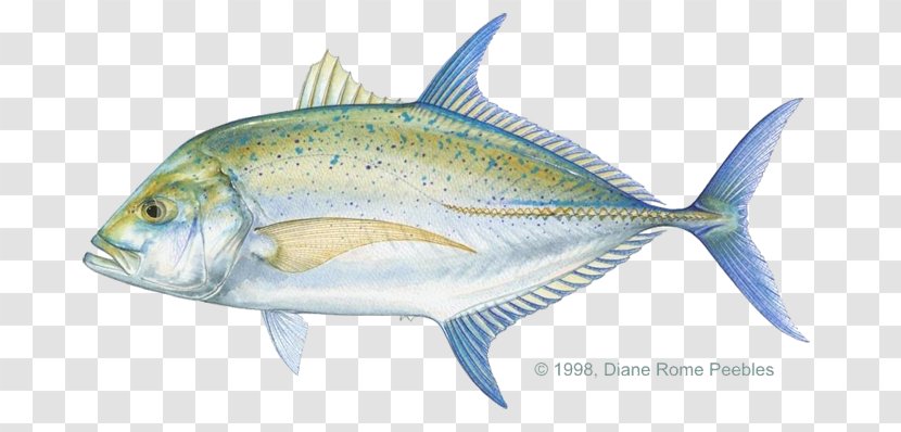 Giant Trevally Pacific Crevalle Jack Bluefin Blue Runner - Fish Products - Mackerel Transparent PNG