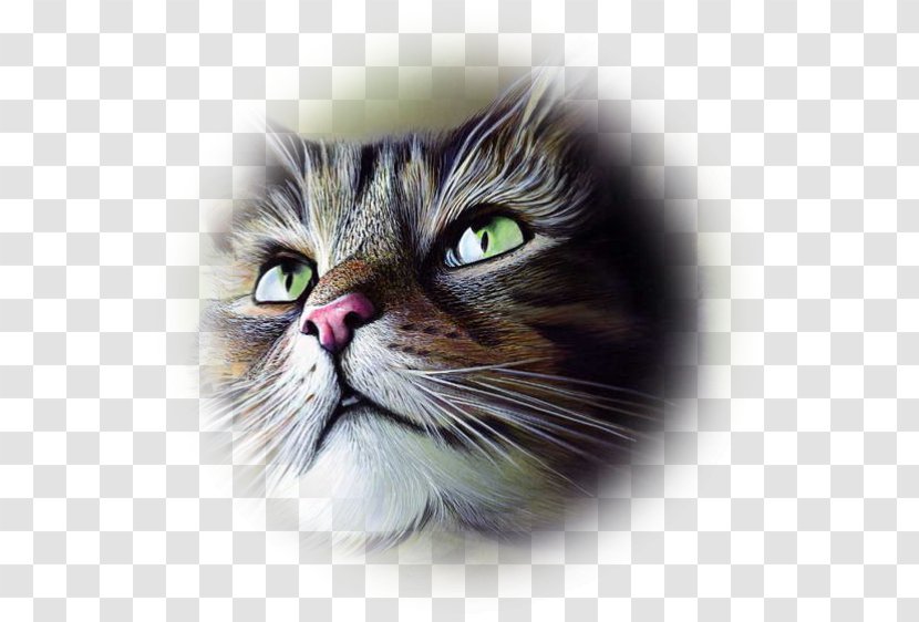 Whiskers Ragamuffin Cat Norwegian Forest Kitten Domestic Short-haired - Longhaired Transparent PNG