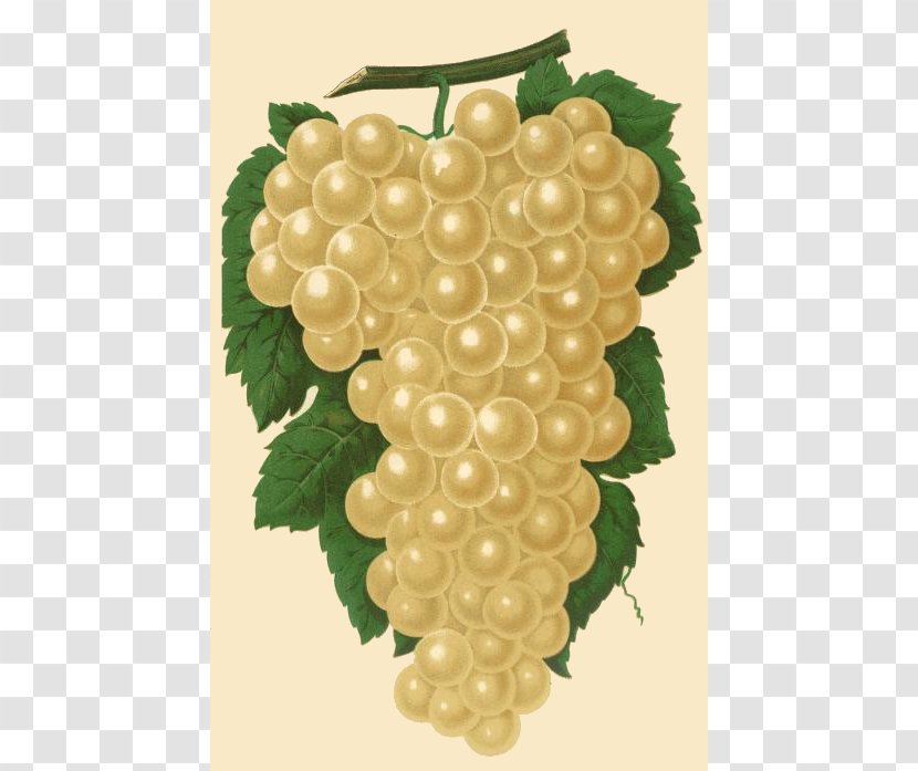 Muscat Wine Petit Manseng Grape Frutti Di Bosco - Vintage - Grapes Drawing Transparent PNG