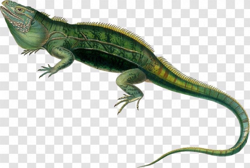 Agamas Lacertids Lizard Reptile Green Iguana - Watercolor Transparent PNG