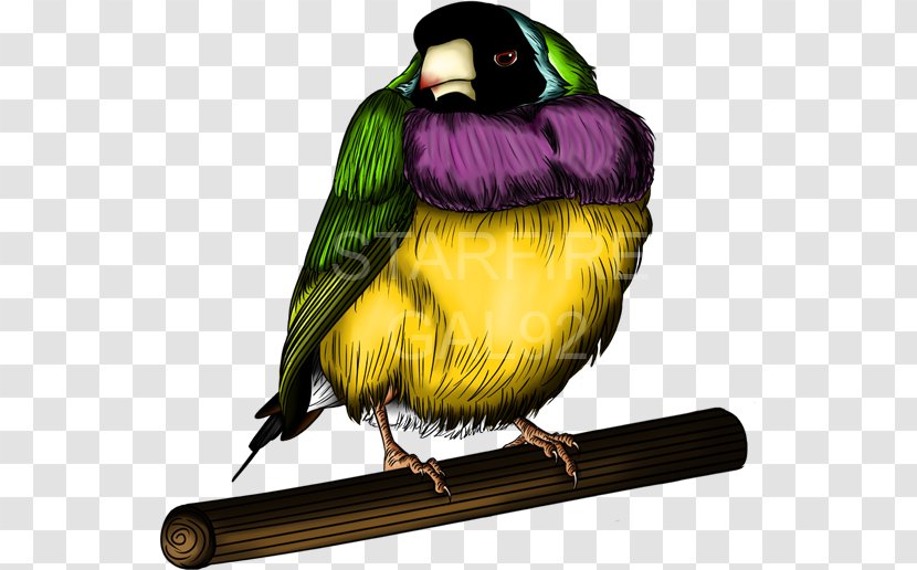 Finches TeePublic Gouldian Finch Parrot Art - Museum Transparent PNG
