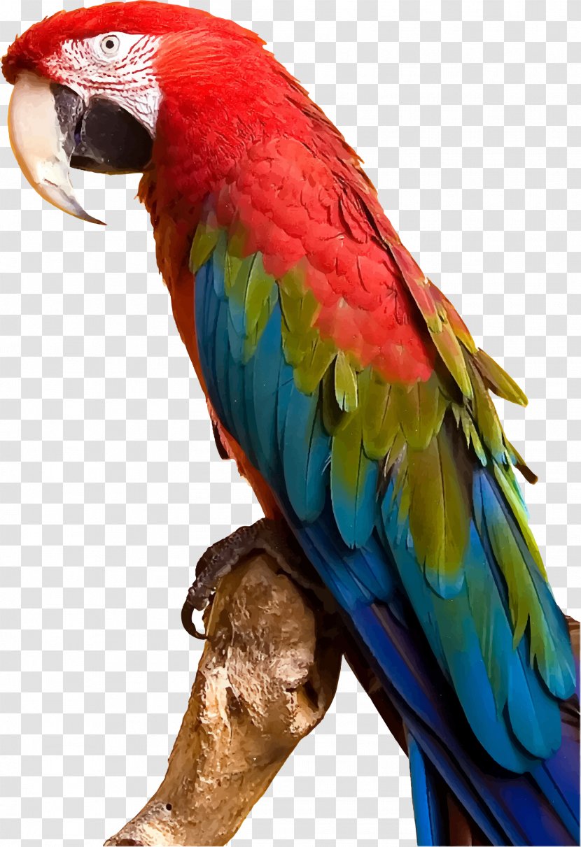 Parrot Bird Parakeet Macaw Clip Art Transparent PNG