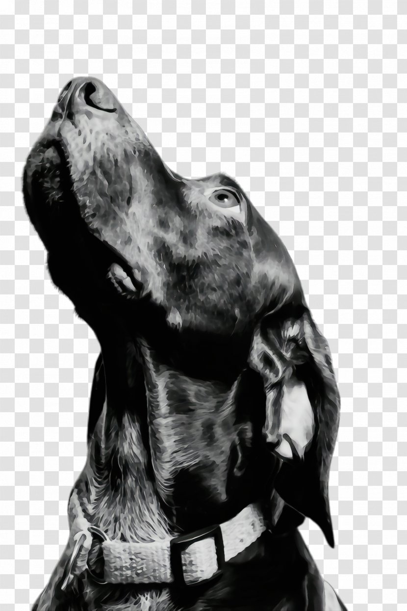Dog And Cat - Great Dane - Cocker Spaniel Drawing Transparent PNG