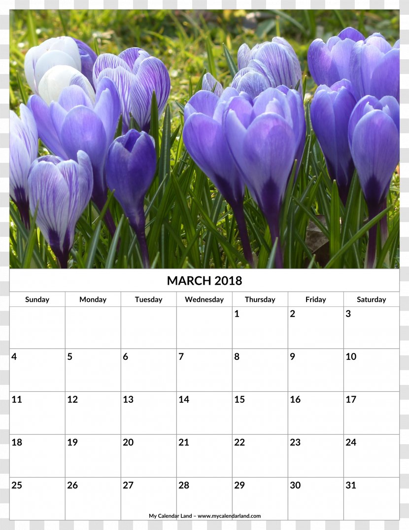 Crocus Vernus White Flavus Iris Family 0 - Tulip - Marché Transparent PNG