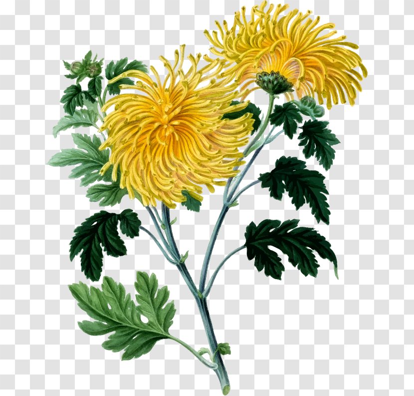 Chrysanthemum Botany Botanical Illustration Drawing - Benjamin Maund - BAY LEAVES Transparent PNG