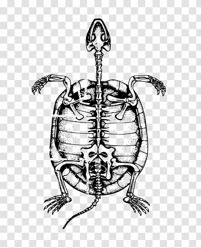 Turtle Human Skeleton Bone Clip Art - Sea - Tortoide Transparent PNG