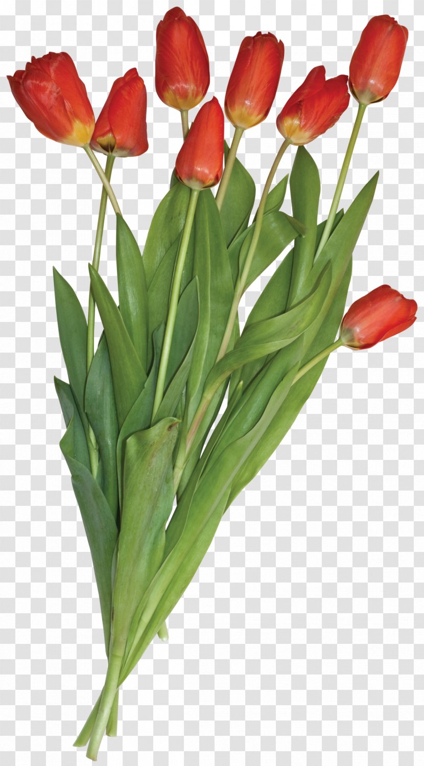 Tulip Flower Bouquet Clip Art - Flowering Plant - Aloe Transparent PNG