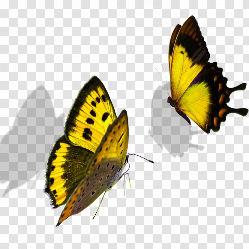 Butterfly Colias Nymphalidae Lycaenidae Transparent PNG