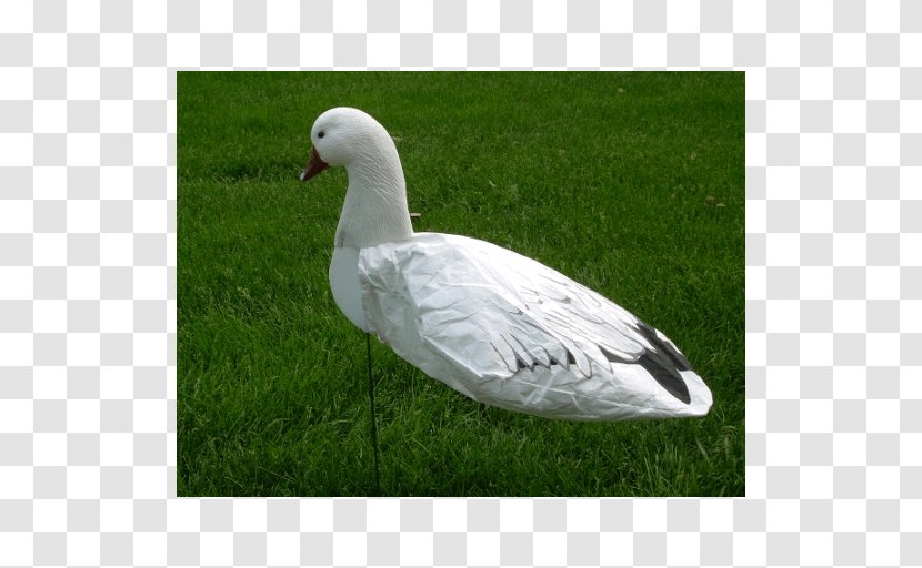 Snow Goose Duck Cygnini Decoy - Livestock Transparent PNG