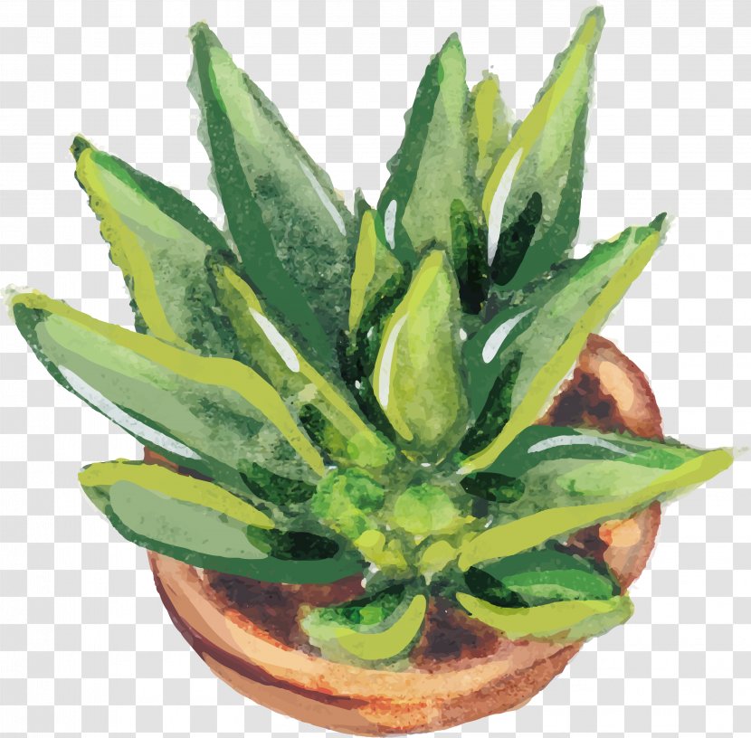 Aloe Vera Euclidean Vector Vecteur Cactaceae - Plant - Growing Strong Transparent PNG