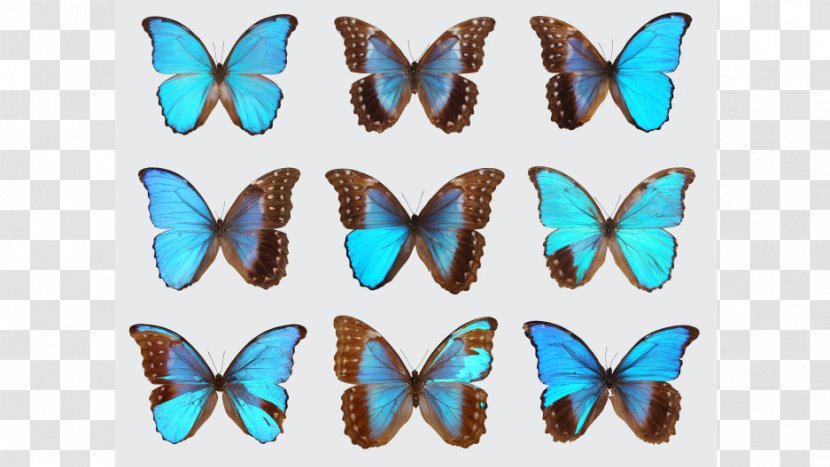 Butterfly Genetics Insect Gynandromorphism Morpho Transparent PNG