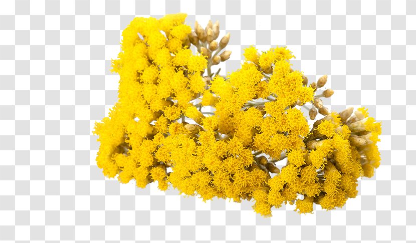 Curry Plant Plants Essential Oil Royalty-free Image - Mimosa - Nappy Afro Hairstyles For Men Transparent PNG