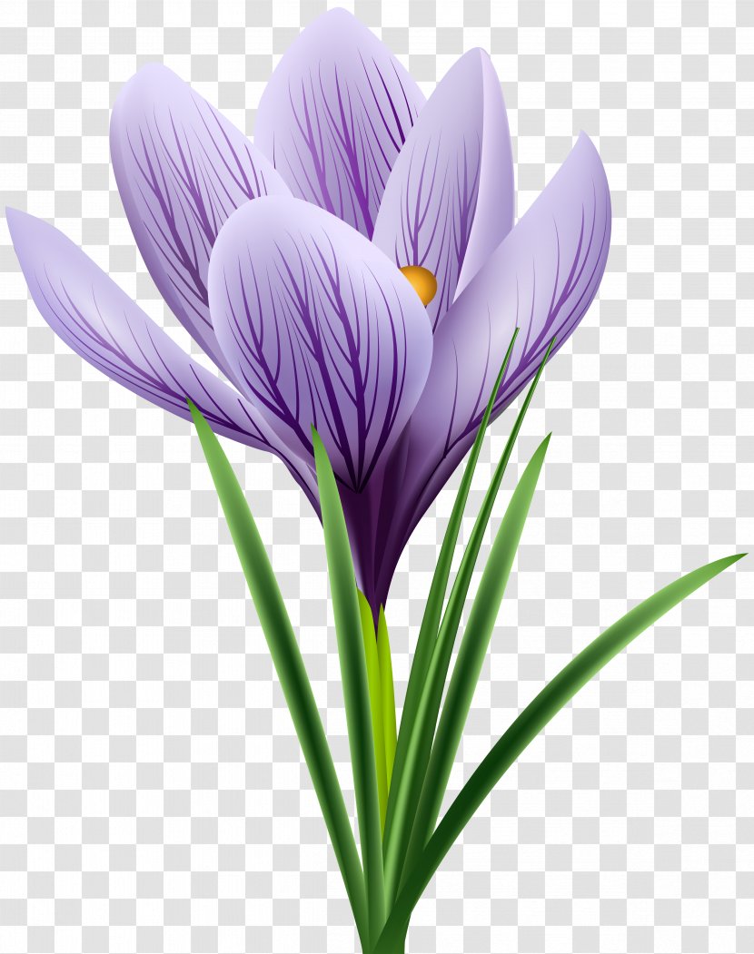 Crocus Vernus Flavus Flower Chrysanthus - Color - Purple Transparent PNG