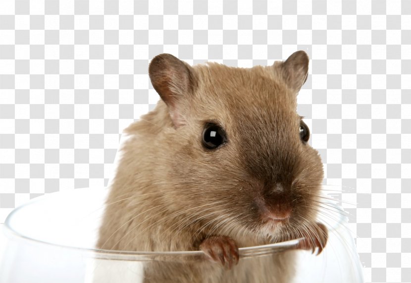 Gerry Gerbil Rodent Hamster Rat - Whiskers - Cute Little Transparent PNG