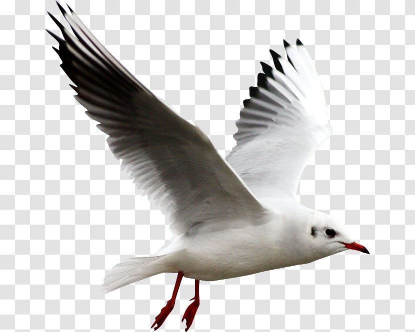 Vimeo, LLC Computer File - Megabyte - Gull Transparent PNG