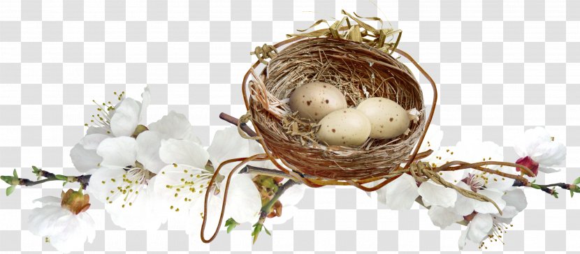 Nest Egg Clip Art - Resource - Decorative Transparent PNG