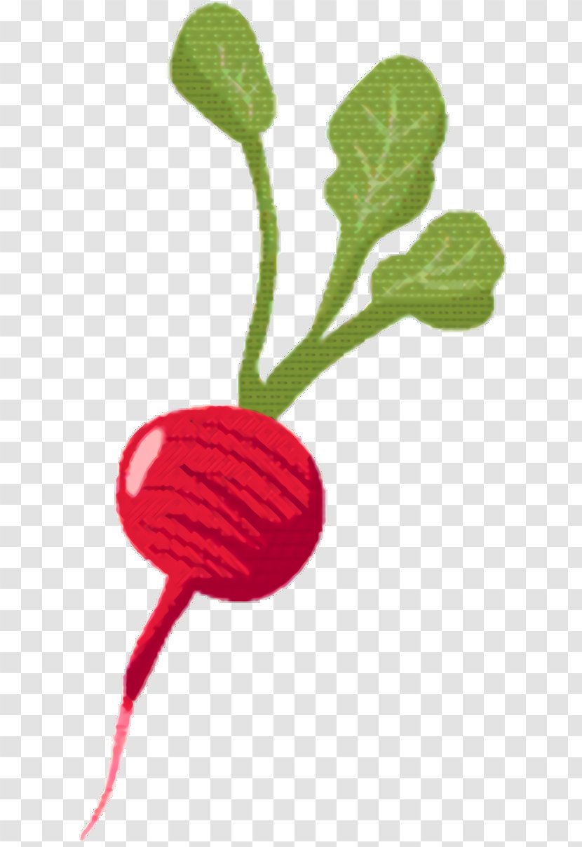 Carrot Cartoon - Fruit - Coquelicot Plant Stem Transparent PNG