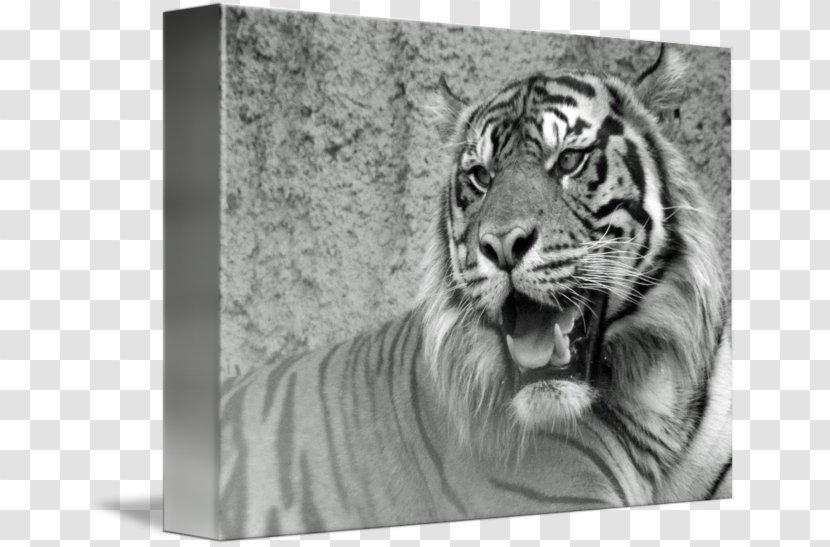 Tiger Whiskers Cat Drawing Snout - Roar Transparent PNG