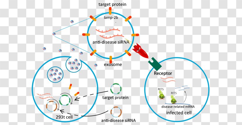 Exosome Virus Drug Delivery Hepatitis Infection - Drug-delivery Transparent PNG