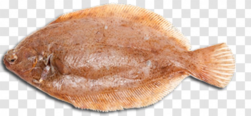 Flounder Sole Fish Products Halibut - Sea Transparent PNG