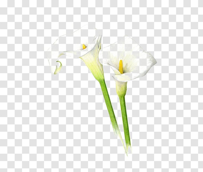 Arum-lily Drawing Lilium Callalily Sketch - Art Museum - Watercolor Lily Transparent PNG