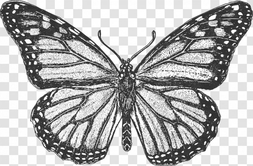 Monarch Butterfly Coloring Book Colouring Pages Insect - Moth Transparent PNG