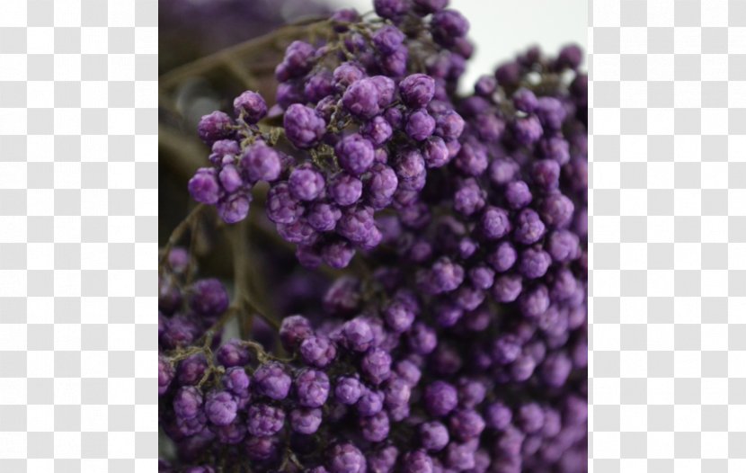 English Lavender Violet Transparent PNG