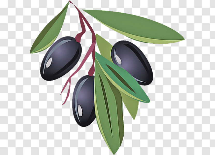 Olive Leaf Tree Plant Fruit Transparent PNG