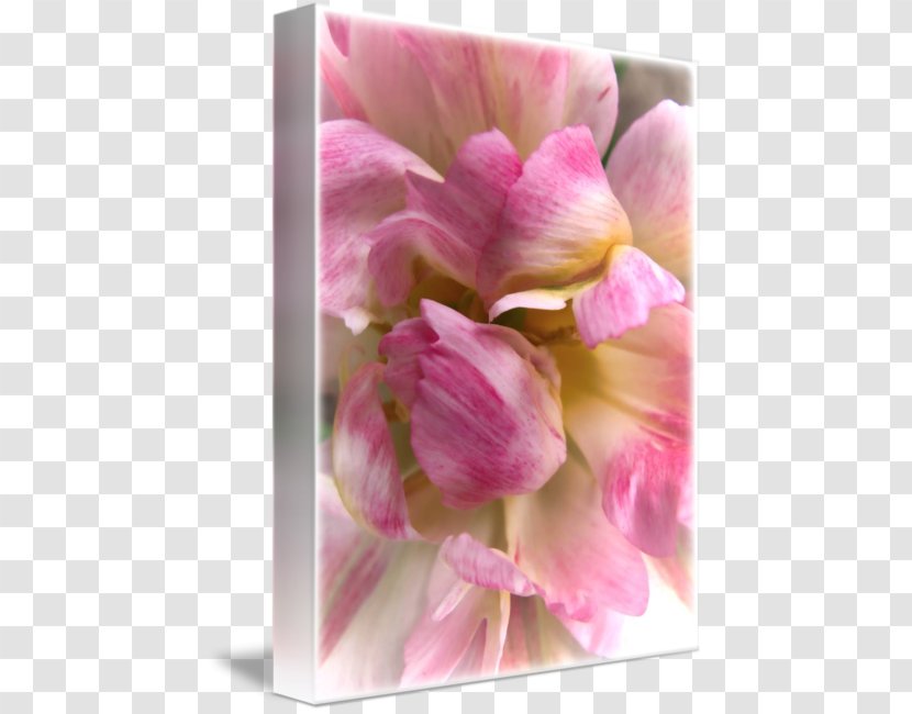 Tulip Cut Flowers Petal Floristry - Moth Orchid - White Transparent PNG