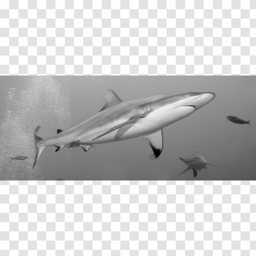 Shark Marine Mammal Chondrichthyes Animal Carcharhinus Amblyrhynchos - Shoal Of Fish Transparent PNG