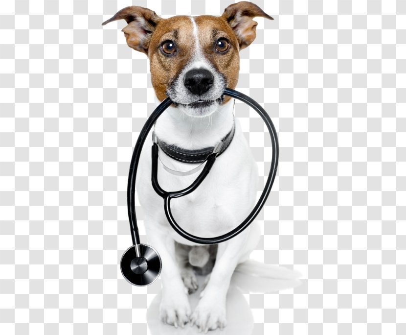 Cat Jack Russell Terrier Veterinarian Pet Sitting - Dog Training Transparent PNG