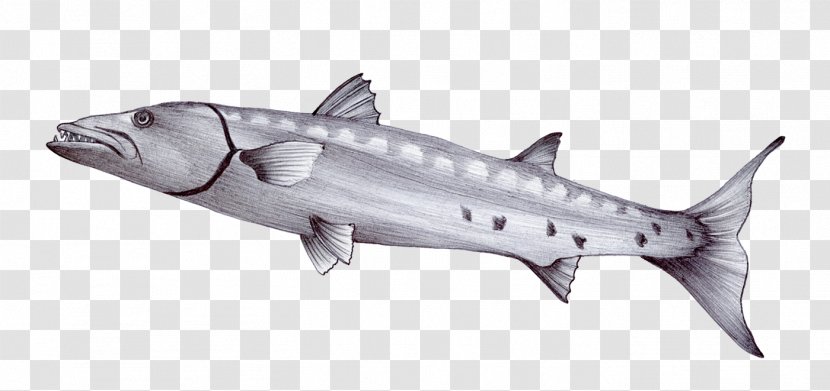 Barracuda Drawing Sea Sketch - Shark Transparent PNG