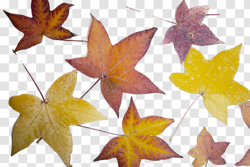 Leaf Maple Leaf / M Symmetry Biology Geometry Transparent PNG