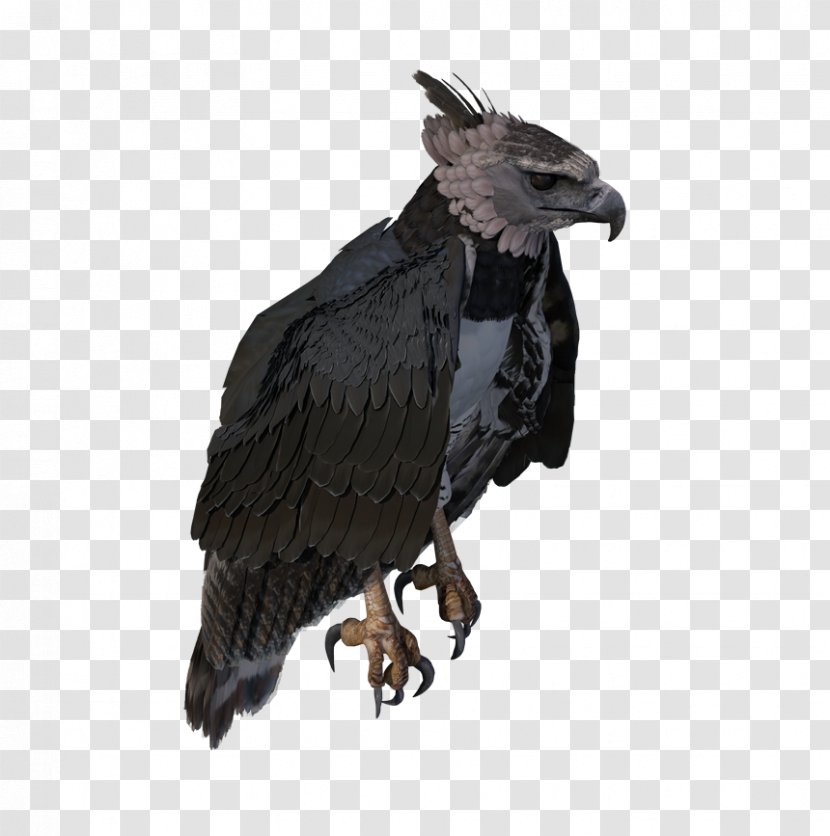 Bald Eagle Extinction Prototype Open World Survival Game - Wildlife - The Spoils Of War Transparent PNG