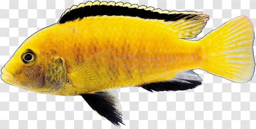 Goldfish Image Vector Graphics - Bonyfish - Fish Transparent PNG
